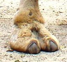 Camel_Foot